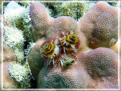 Spirobranche "arbre de Noël", Christmas tree worm (Spirobranchus giganteus) - Maupiti - Polynésie française