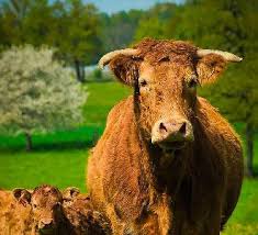 ╰⊱♥⊱╮ღ꧁ Le Limousin 19  ꧂ღ╭⊱♥≺