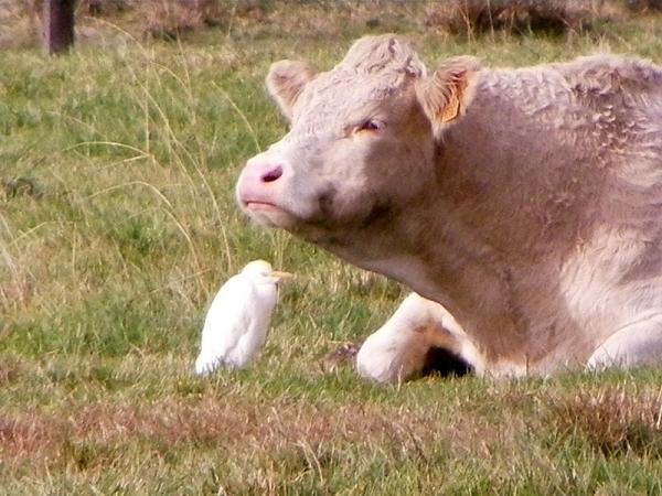 Entressen vache3