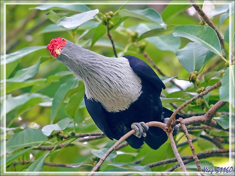 14/12/2021(suite) : seconde journée à Silhouette Island passée entre promenade dans le village et les jardins du grand complexe hôtelier voisin et baignades - Seychelles