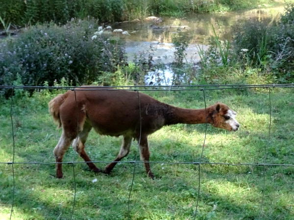 Cet été, des lamas ont brouté l'herbe autour du château de Rochefort sur Brevon !