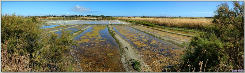 Marais salants et marais tout court ... - Loix - Ile de Ré - 17