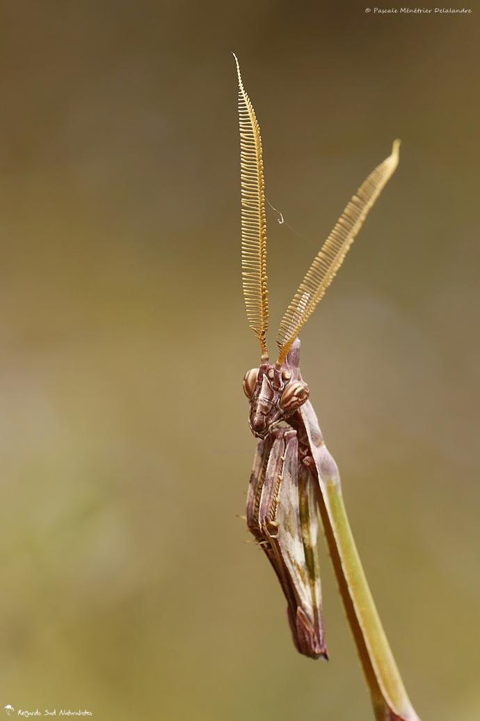 Empuse commune ♂ (Empusa pennata)