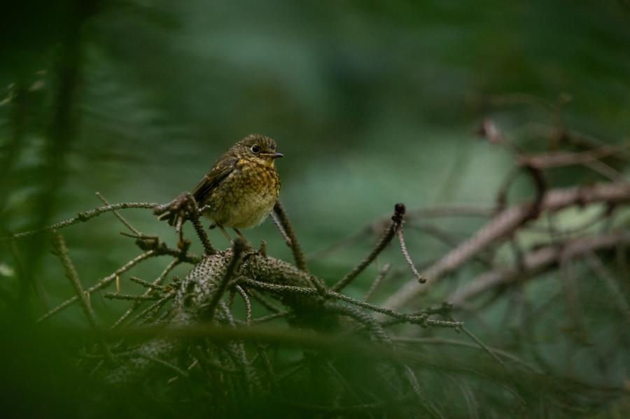 troglodyte mignon