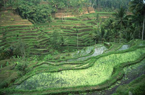 "Bali, l'île des dieux", une conférence de Jean Ponsignon pour l'A.C.C.