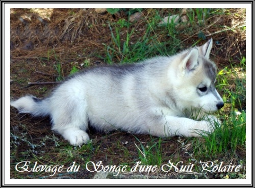 Chiot Husky Femelle 3 (55j)