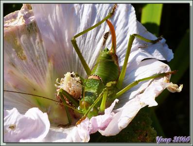 Sauterelle Ephippigère carénée femelle (Uromenus rugosicollis) - Lartigau - Milhas - 31