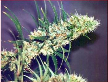 Fleurs de H