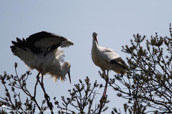 Cigogne blanche