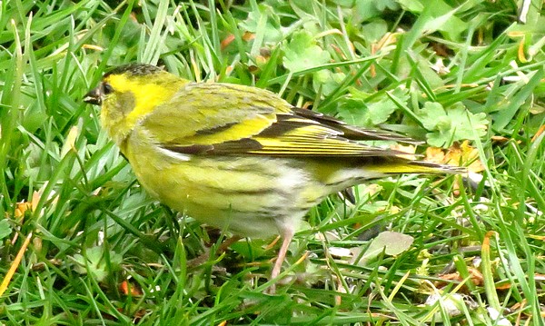 Dix-sept sortes d'oiseaux qui ont fréquenté mon jardin durant l'hiver 2015-2016...