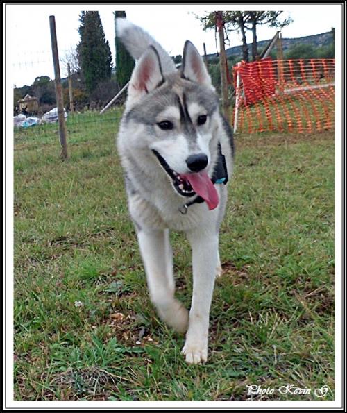 Javik (10 mois)