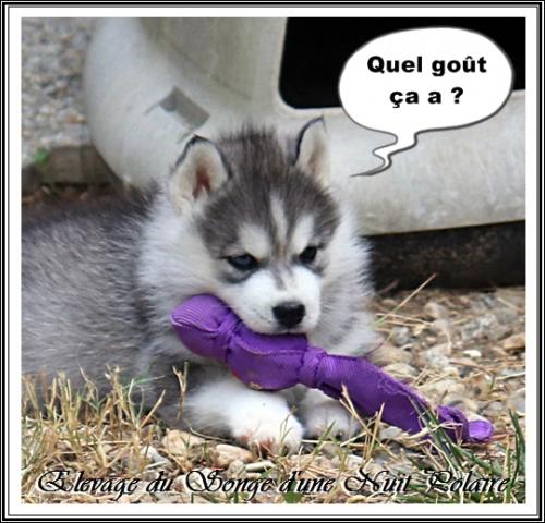 Portée de Lakmé (1er septembre 2023)