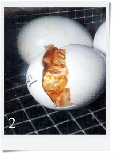 Qui a-t-il dans un oeuf ? ...