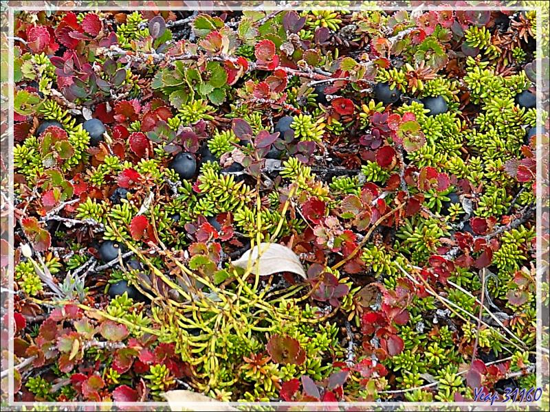 Couleurs d'automne précoces pour les plantes de la toundra - Sermermiut - Ilulissat - Baie de Disko - Groenland
