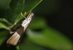 Crambidae