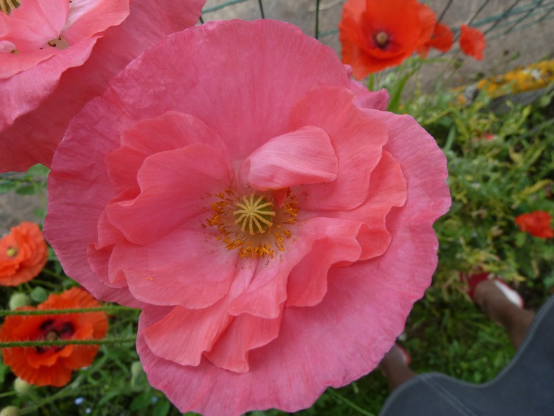 Ephémères ...'Les coquelicots" ......