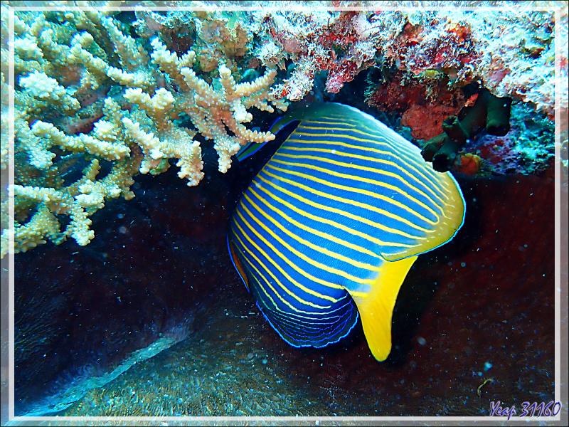 Poisson-ange empereur, Emperor angelfish (Pomacanthus imperator) - Antsoha (Rocher 4ème Frère) - Tsarabanjina - Mitsio - Madagascar
