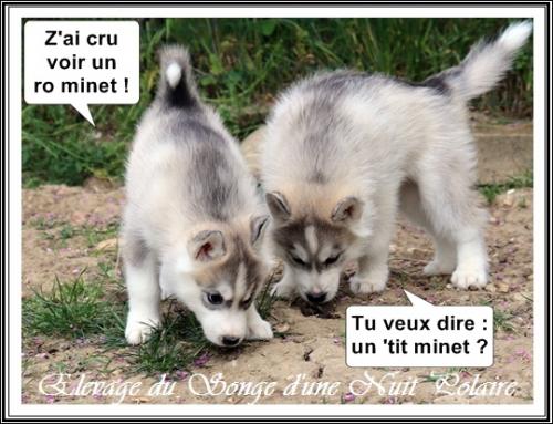 Portée de Lakmé (21 avril 2020)