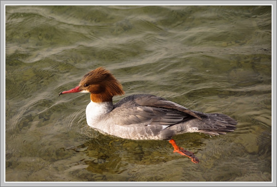 Images "volatiles"