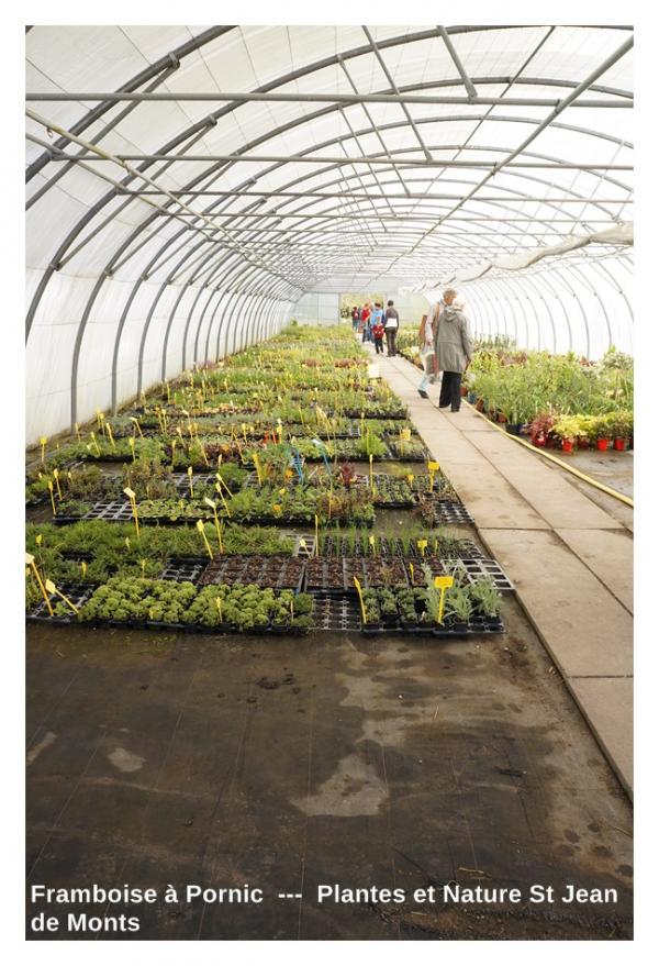 Plantes et Nature St Jean de Monts 