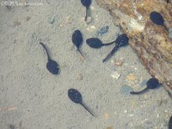 LA METAMORPHOSE DANS LA NATURE