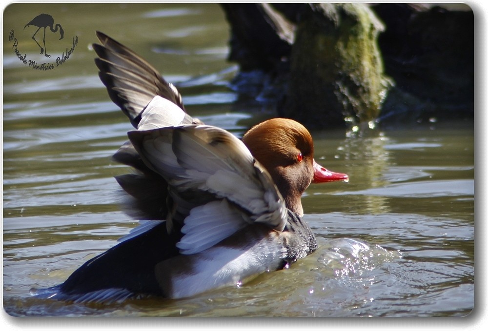 Nette rousse mâle...