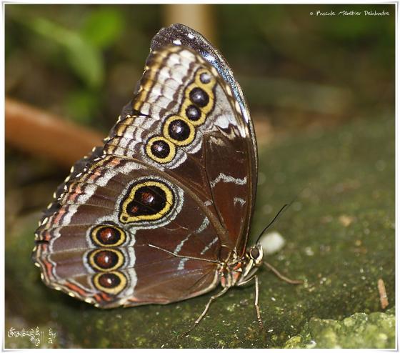 Morpho - Nymphalidae