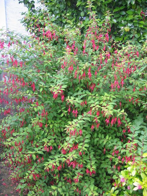 Fleurs cultivées : Fuchsias