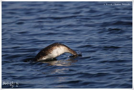 Grèbe huppé - Podiceps cristatus - Great Crested Grebe
