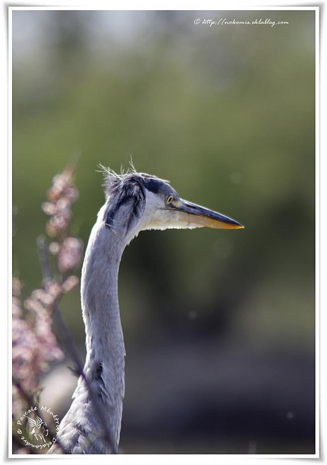 Héron cendré - Ardea cinerea (Pélécaniformes)