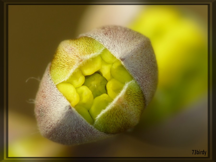 Eclosion