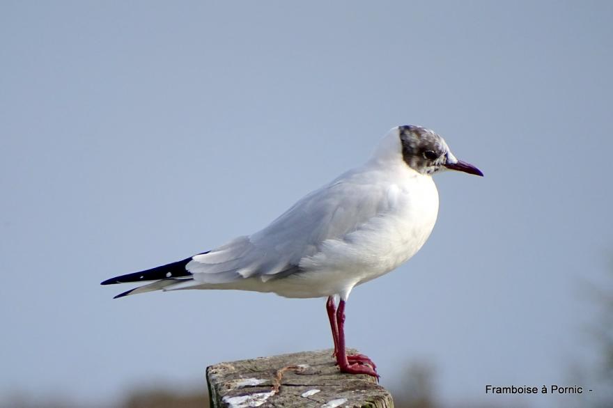 oiseaux Marais de Millac - Bourgneuf en retz - 44 -