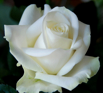 rose blanche - jaja5