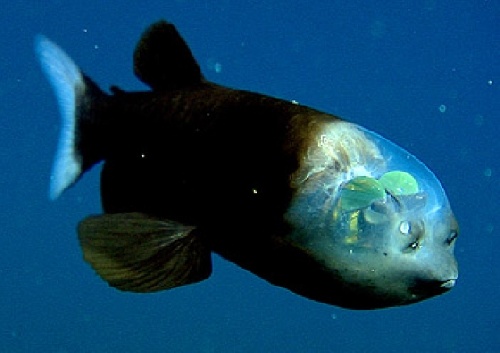 Un poisson des grands fonds