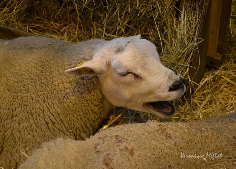 Salon International de l'Agriculture : Le mouton Boulonnais 