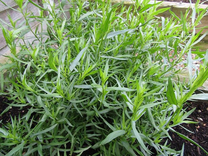 Plantes aromatiques  1ère partie
