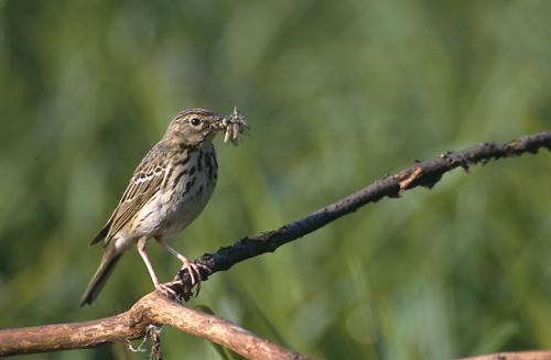 "Portraits d' oiseaux de Côte d'Or",  une conférence de la LPO à Laignes
