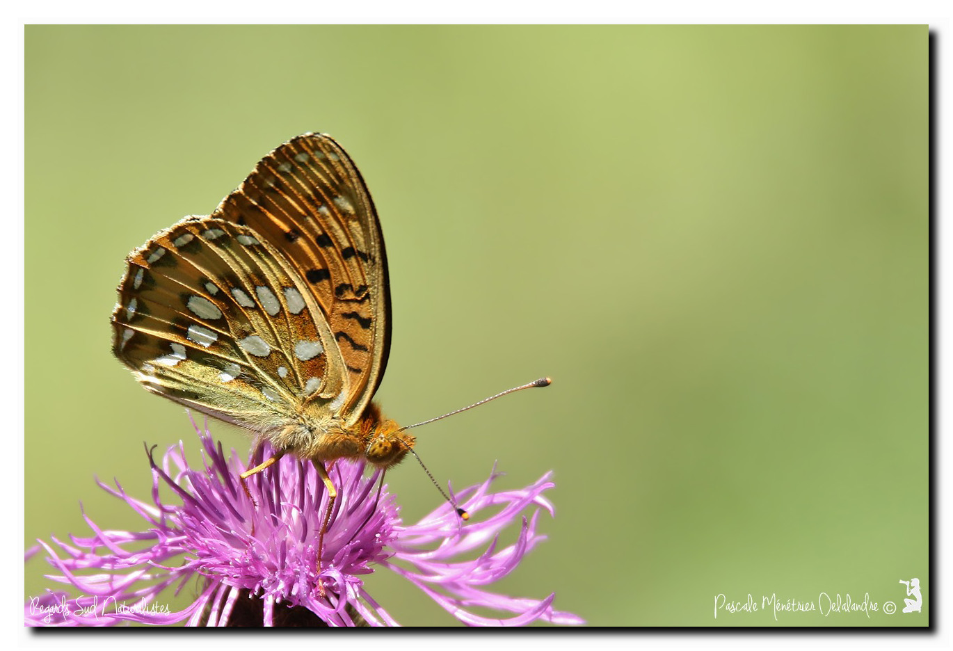 Grand nacré (Argynnis aglaja, synonyme Speyeria aglaja)
