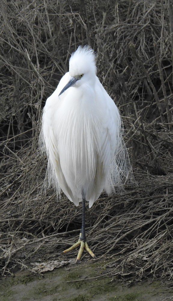 Aigrette garzette - février 2023...