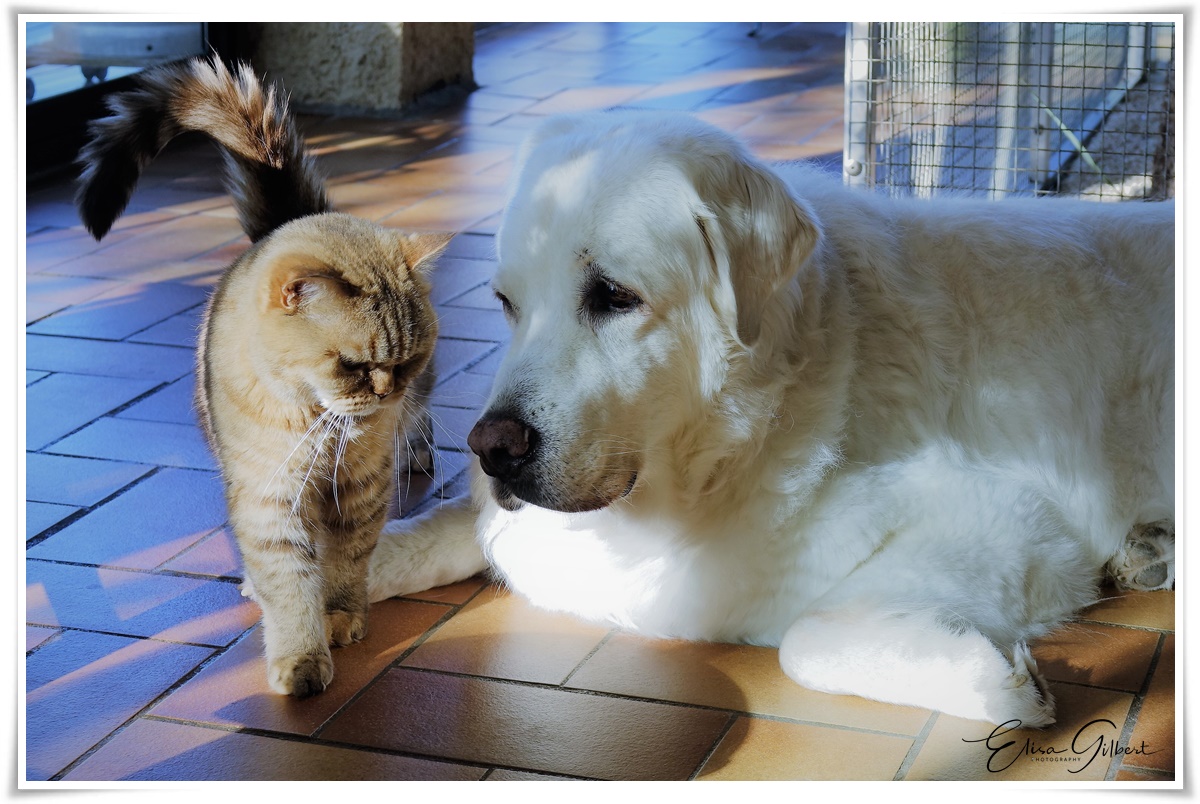 "S'entendre comme chien et chat"