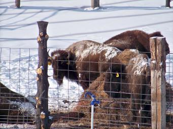 Buffalo_Shaking_Off_Snow