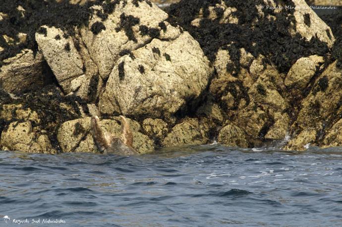 Phoque gris (Halichoerus grypus)