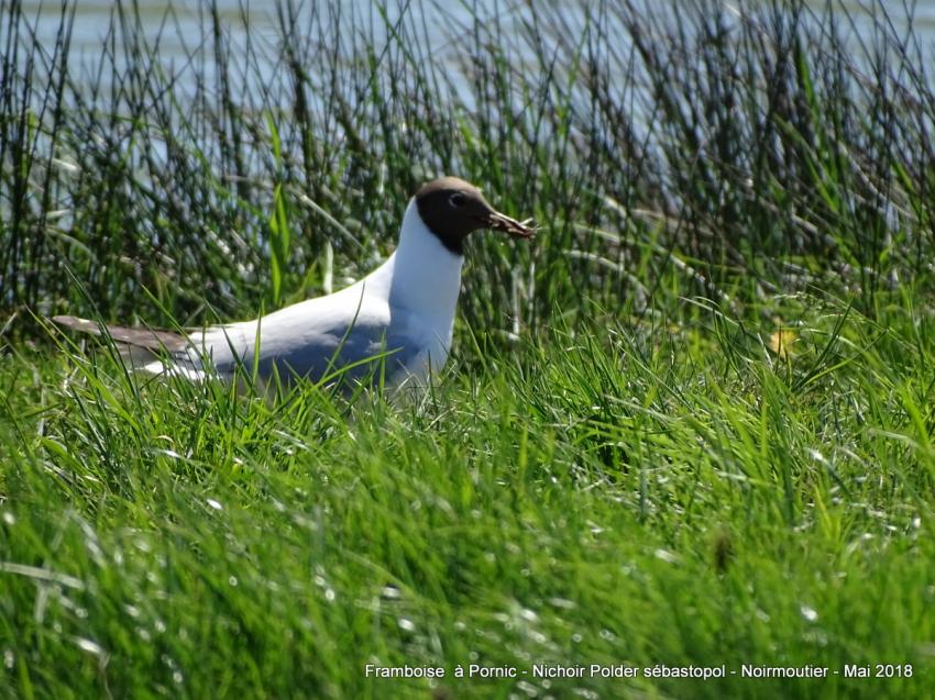 Oiseaux du polder Sébastopol à Noirmoutier 