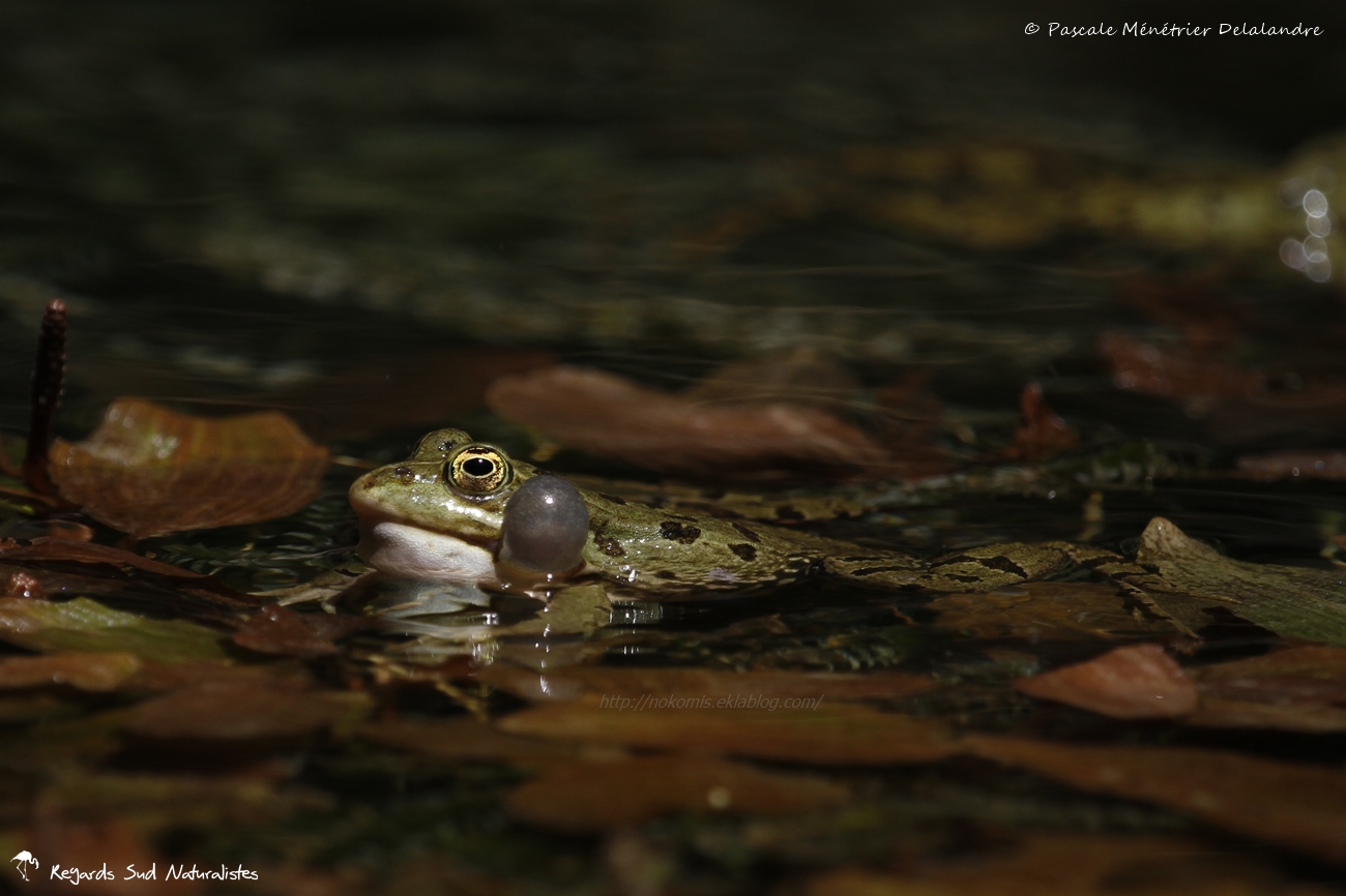 Grenouille rieuse - pélophylax ridibundus