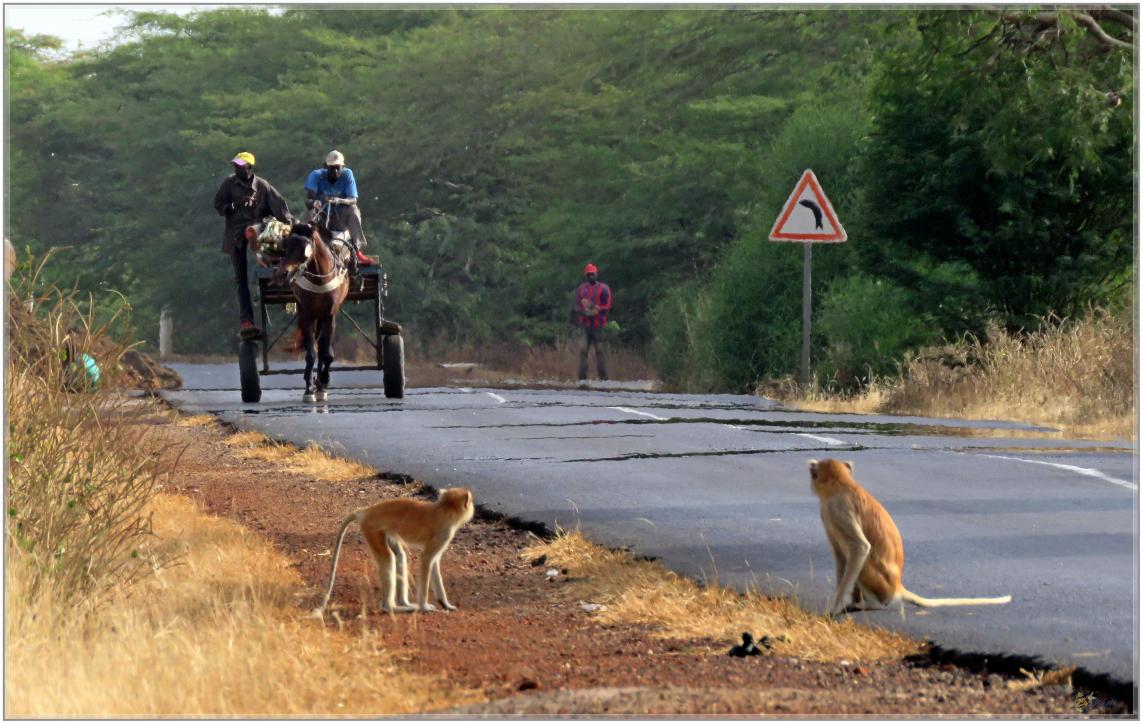 BOUJOUR  LES  SINGES  nov2023