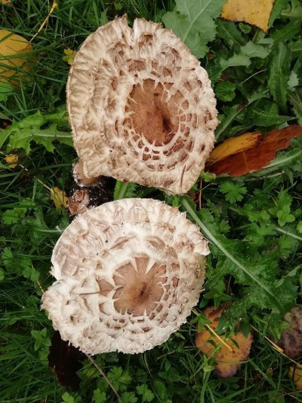 champignons 