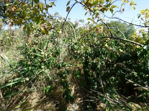 Les dernières heures du jardin....