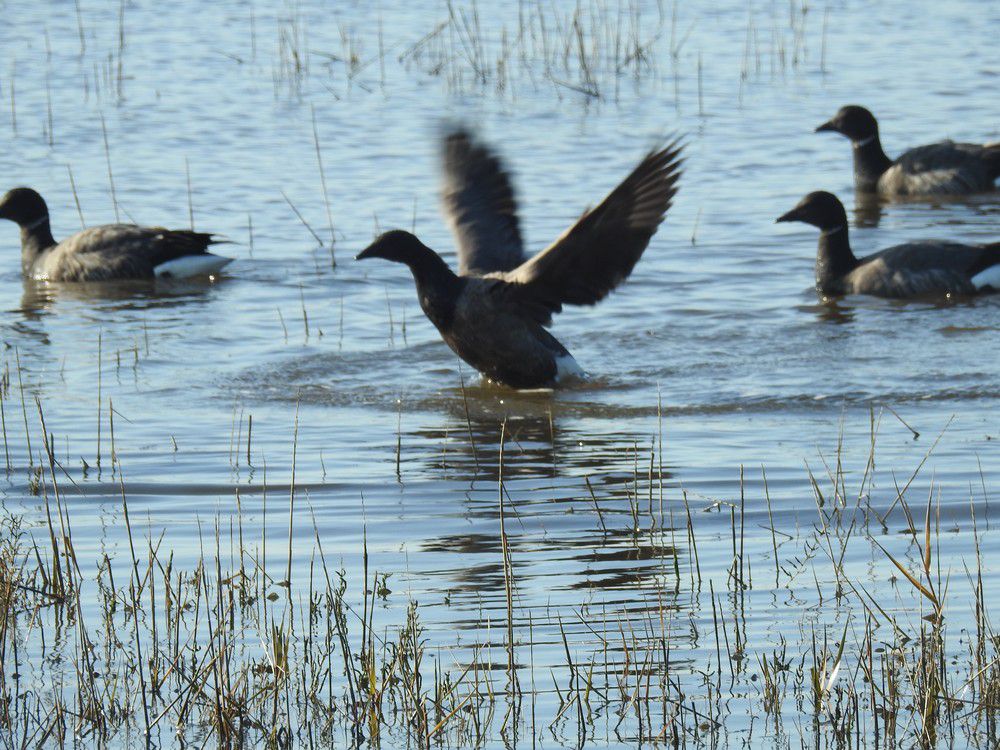 Ores bernaches - décembre 2020...