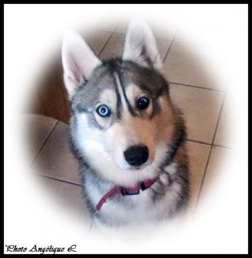 Jeska (7 mois)