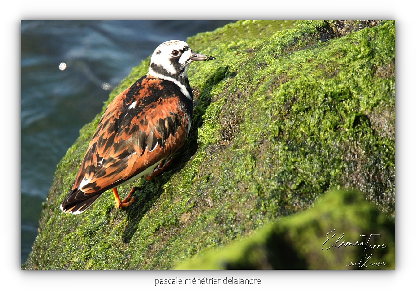Tournepierres à collier ♂ et ♀